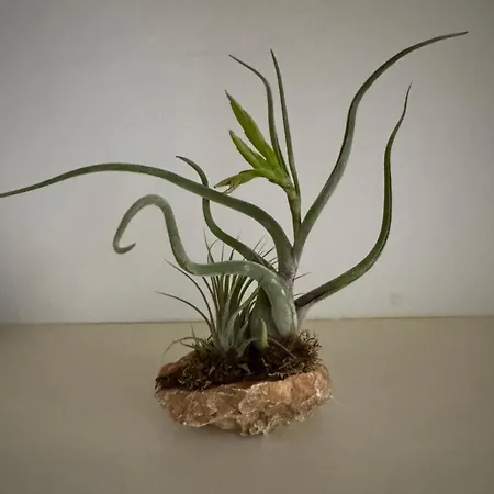 Borgo In Elegante Apartment